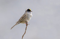 Golden-crowned Sparrow