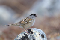 Golden-crowned Sparrow