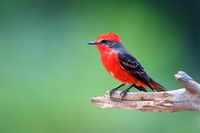 Vermilion Flycatcher