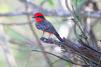 Vermilion Flycatcher