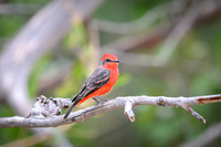 Vermilion Flycatcher