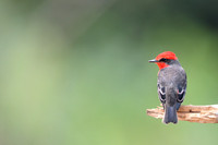 Vermilion Flycatcher