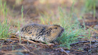Pocket gopher
