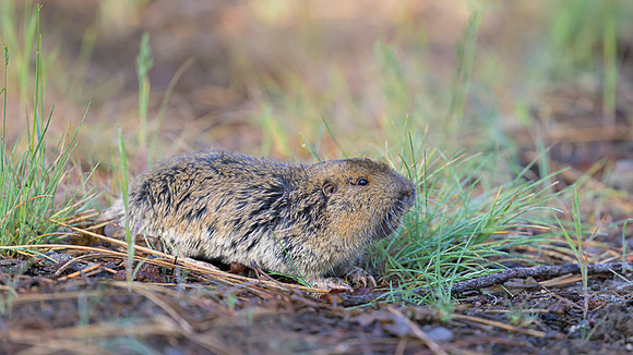 Pocket gopher