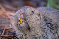 Pocket gopher