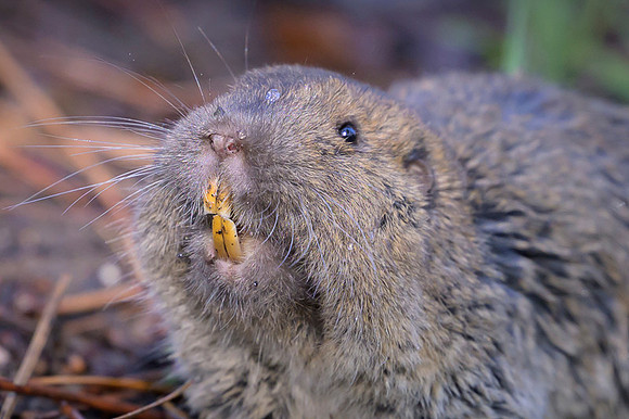 Pocket gopher