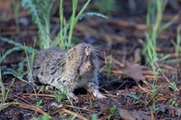 Pocket gopher