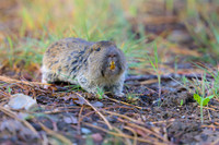 Pocket gopher