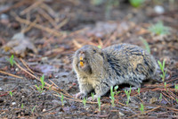 Pocket gopher
