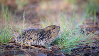 Pocket gopher