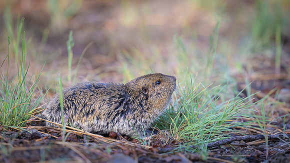 Pocket gopher