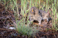 Pocket gopher