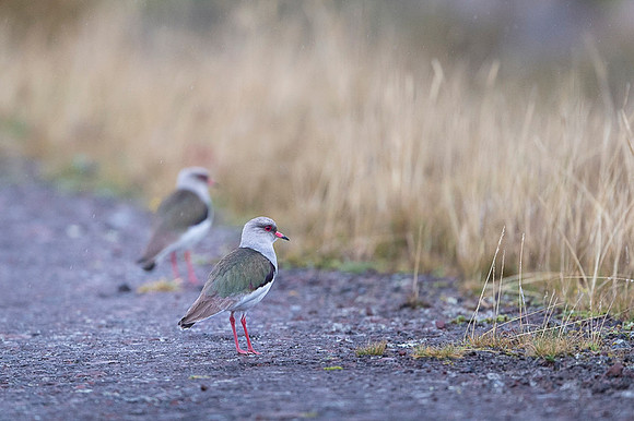Andean Lapwing