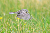 Correndera Pipit