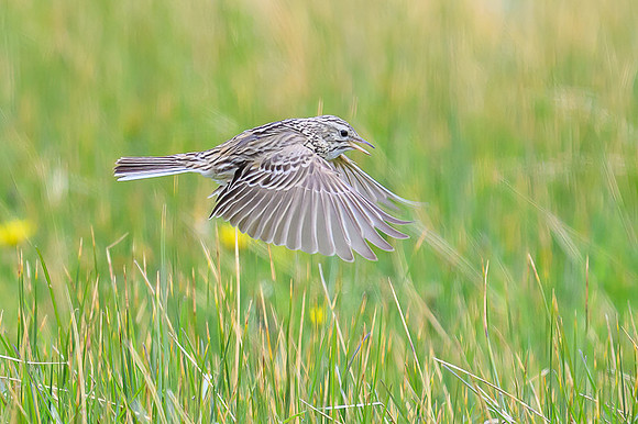 Correndera Pipit