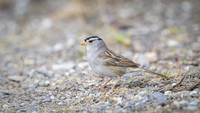 White-crowned sparrow