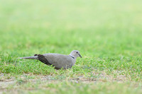 Eurasian Collared-Dove