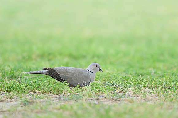 Eurasian Collared-Dove