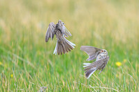 Correndera Pipit