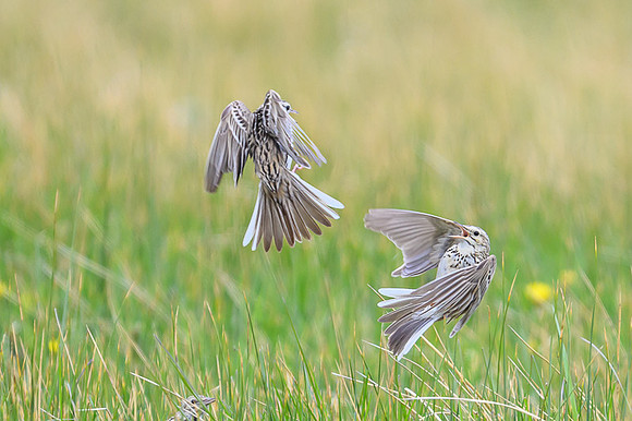Correndera Pipit