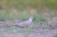 Eurasian Collared-Dove