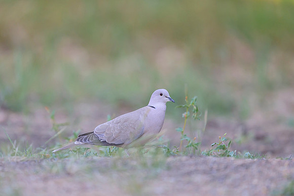 Eurasian Collared-Dove