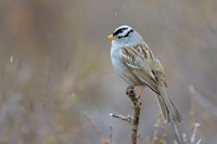 White-crowned sparrow
