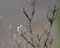 White-crowned sparrow