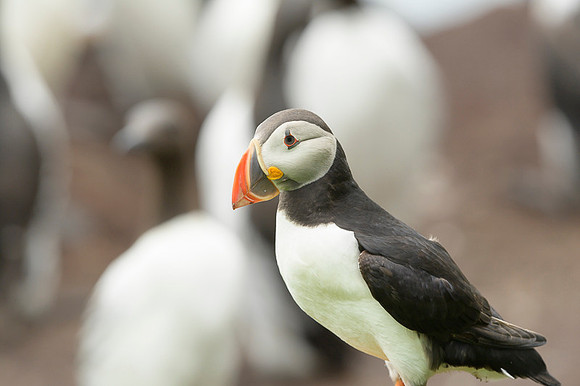 Atlantic Puffin / Maskonur