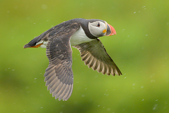 Atlantic Puffin / Maskonur