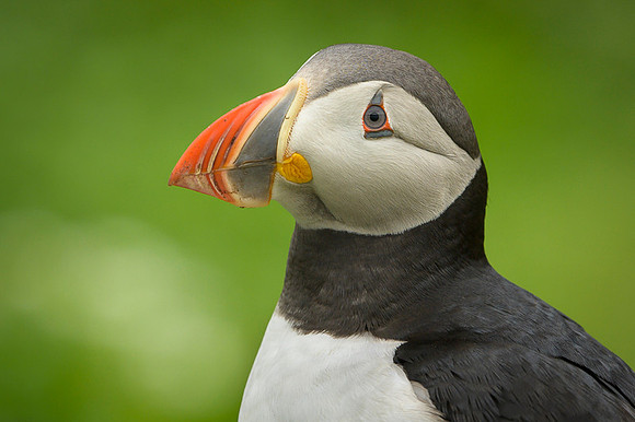 Atlantic Puffin / Maskonur
