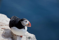 Atlantic Puffin / Maskonur