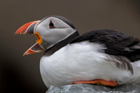 Atlantic Puffin / Maskonur