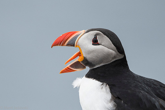 Atlantic Puffin / Maskonur