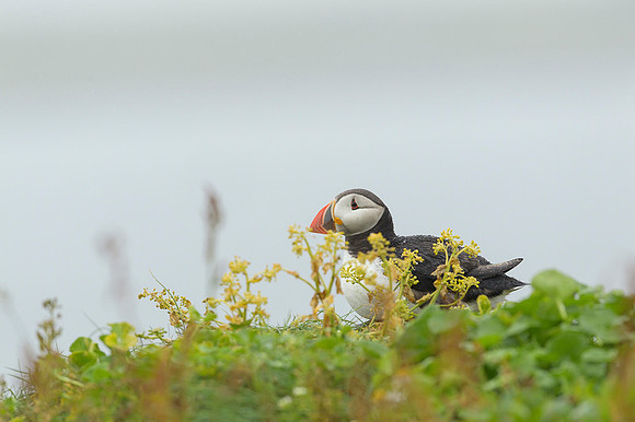 Atlantic Puffin / Maskonur