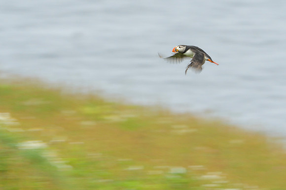 Atlantic Puffin / Maskonur
