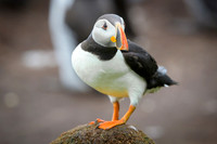 Atlantic Puffin / Maskonur