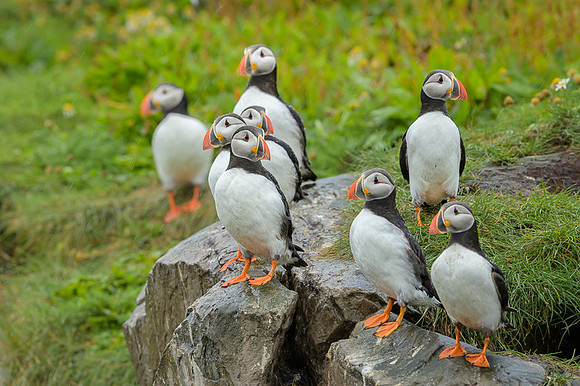 Atlantic Puffin / Maskonur