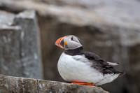 Atlantic Puffin / Maskonur