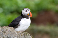 Atlantic Puffin / Maskonur