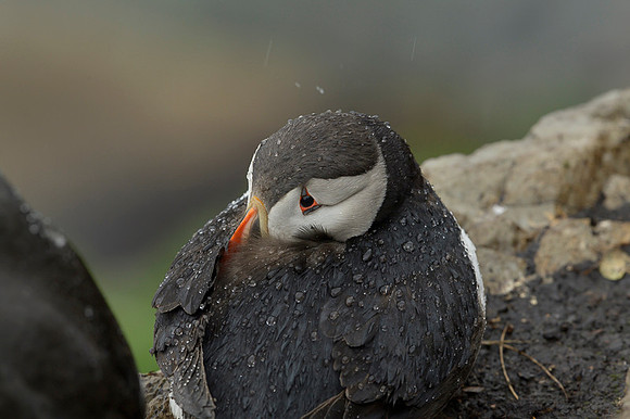 Atlantic Puffin / Maskonur