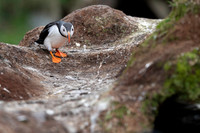 Atlantic Puffin / Maskonur