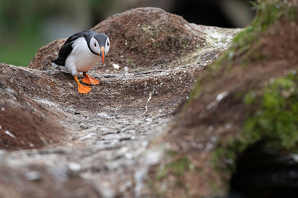 Atlantic Puffin / Maskonur