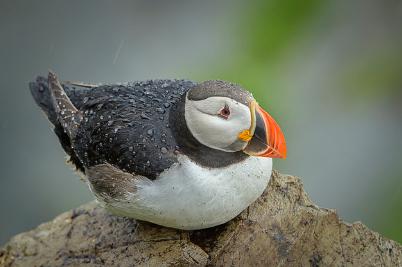 Atlantic Puffin / Maskonur