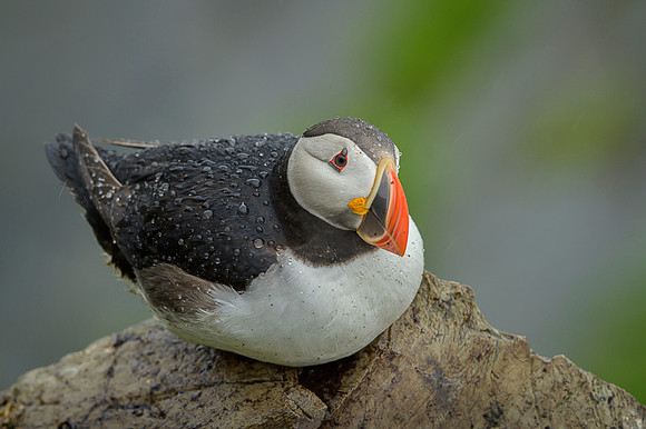 Atlantic Puffin / Maskonur