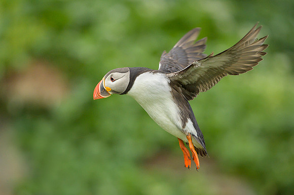 Atlantic Puffin / Maskonur