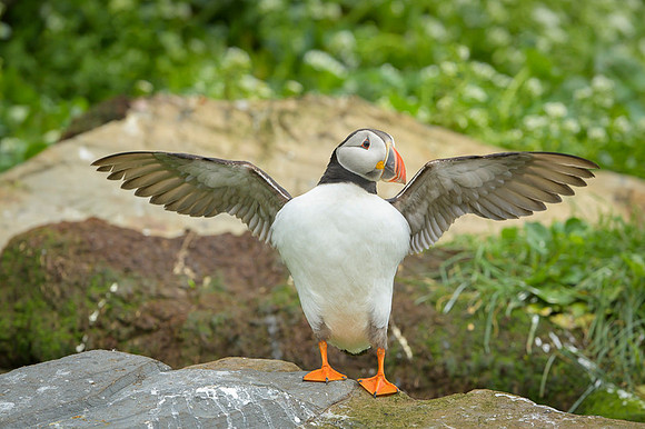 Atlantic Puffin / Maskonur