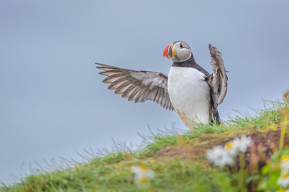 Atlantic Puffin / Maskonur