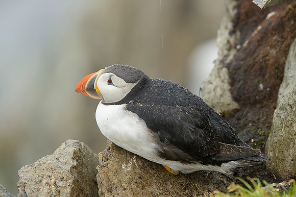 Atlantic Puffin / Maskonur