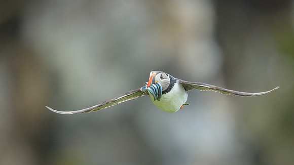 Atlantic Puffin / Maskonur
